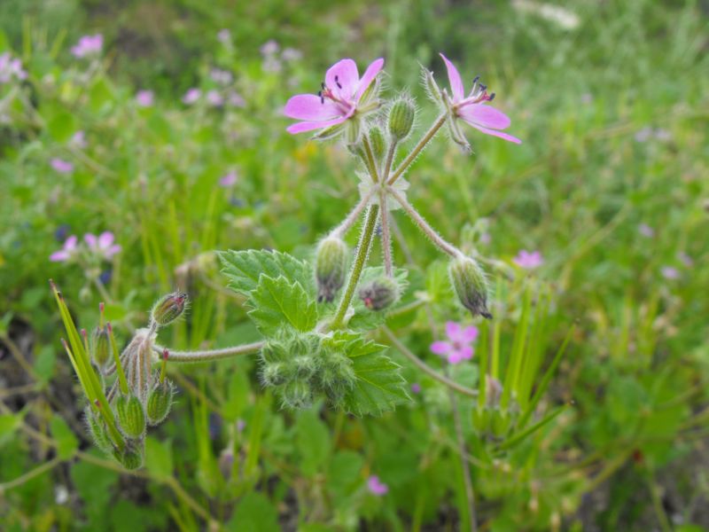 Erodium malacoides